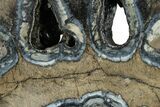 Mammoth Molar Slice With Case - South Carolina #291166-2